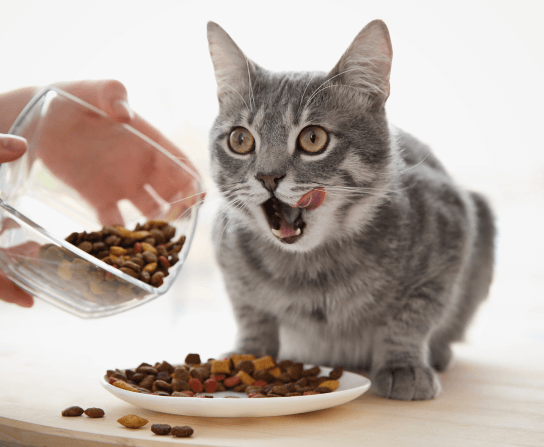 Nutrition Counseling