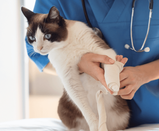 Urgent & Sick Pet Care