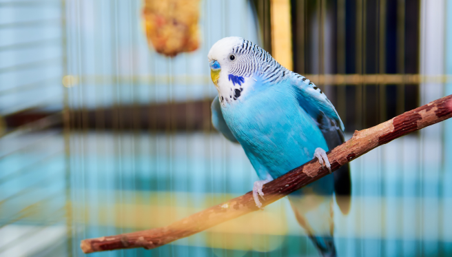 Exotic Bird