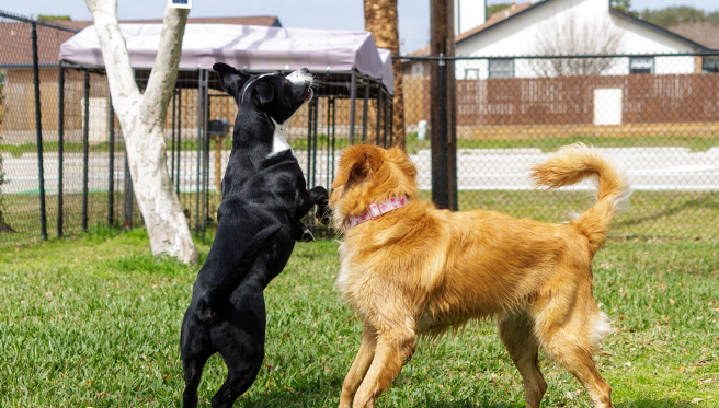 dogs playing